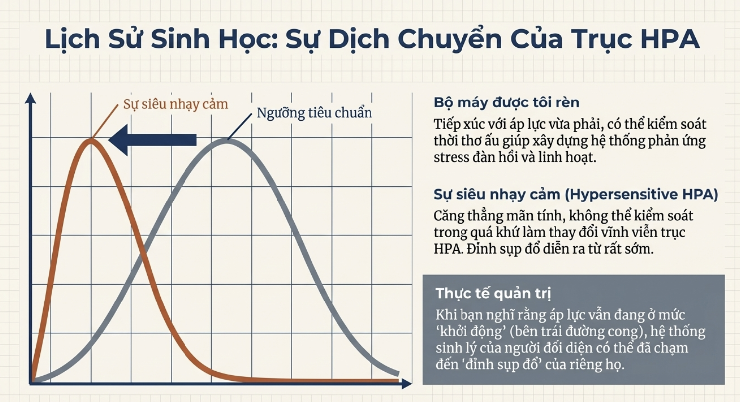 Ảnh 3. Sự dịch chuyển của trục HPA - 
