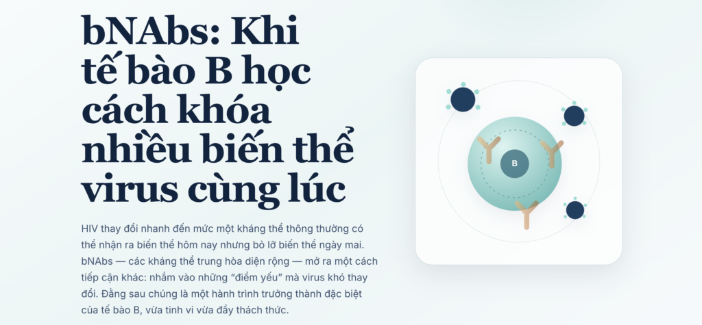 bNAbs là gì? Cách tế bào B chống nhiều biến thể HIV