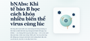 bNAbs là gì? Cách tế bào B chống nhiều biến thể HIV